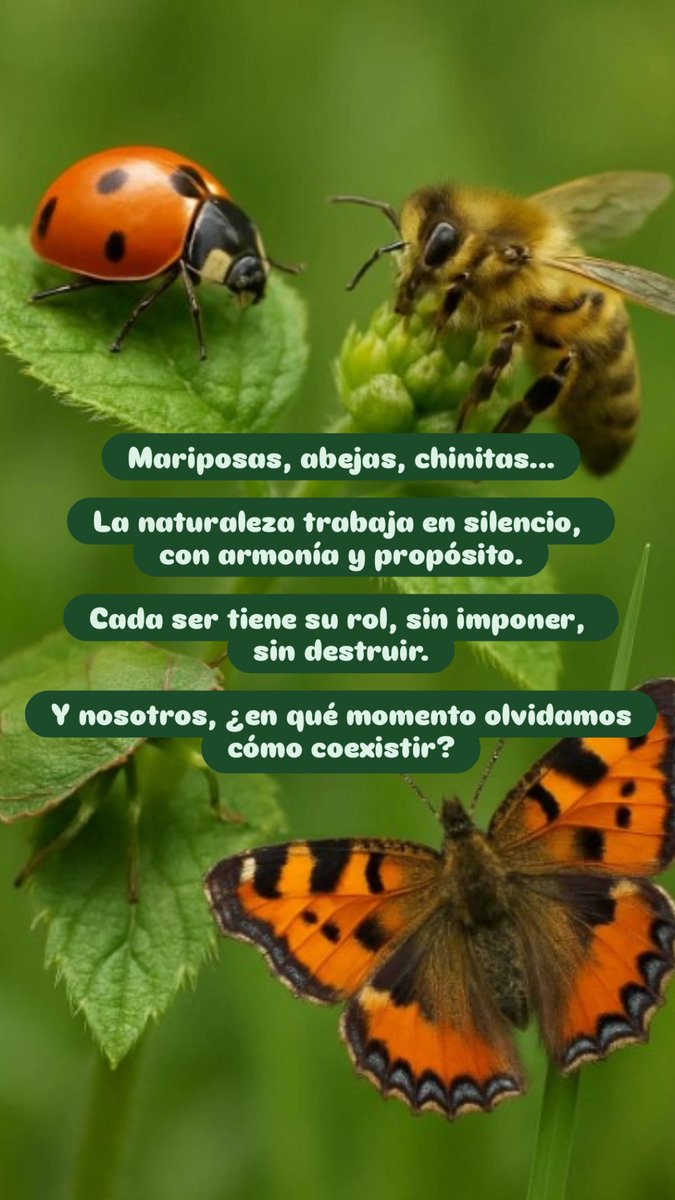 IouliaNicole's tweet photo. #Reflexión #NaturalezaSabia #Humanidad #Mariposas #Abejas #Chinitas #ConcienciaEcológica #ioulianicole https://t.co/o8tYF6RWA2