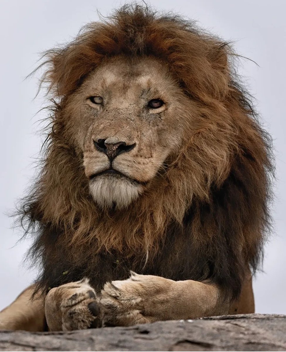 The boss!!

Scarnose 🔥
Saba Bora male 
King of Namiri Plains!

#LoveLions 
📸 mouli.vc Instagram