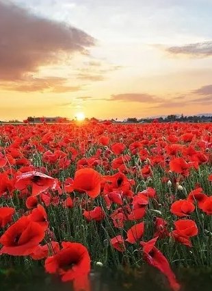 ZendulgenceSPA's tweet photo. Remembering the men and women for their courage and sacrifice for our country and our Freedom 🇺🇲🙏❤ https://t.co/FGEVAEnUyp