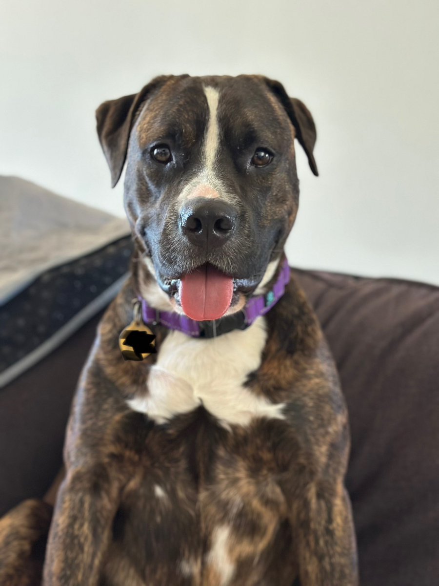 A rare non-technical post from me. Shoutout to <a href="/Chewy/">Chewy</a> for the thoughtful painting of one of my dogs for National Pet Month. Pets are family, and Chewy truly made it personal.