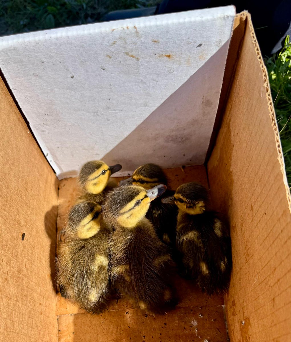OPP_HSD's tweet photo. #BurlingtonOPP saved some ducklings this morning from a catch basin on the #QEW near Fifty Rd with the assistance of MTO. Another reason to slow down and move over when you see emergency lights on the highway.  ^rt https://t.co/LITbrGKFMt