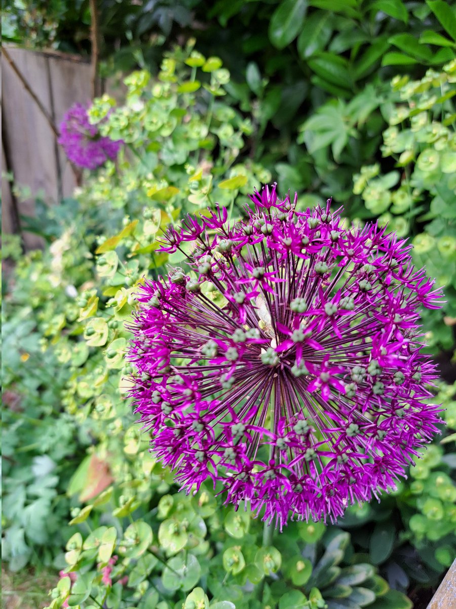 hall_chri's tweet photo. @GWmag Allium christophii blooming well this year! 🪻Also known as Star of Persia, looks great against the green of the euphorbia #allium https://t.co/gNfHfJaOCx