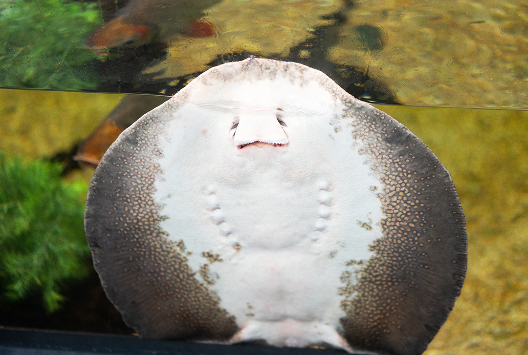I'm bored. What's the name of this animal? Wrong answers only. Go