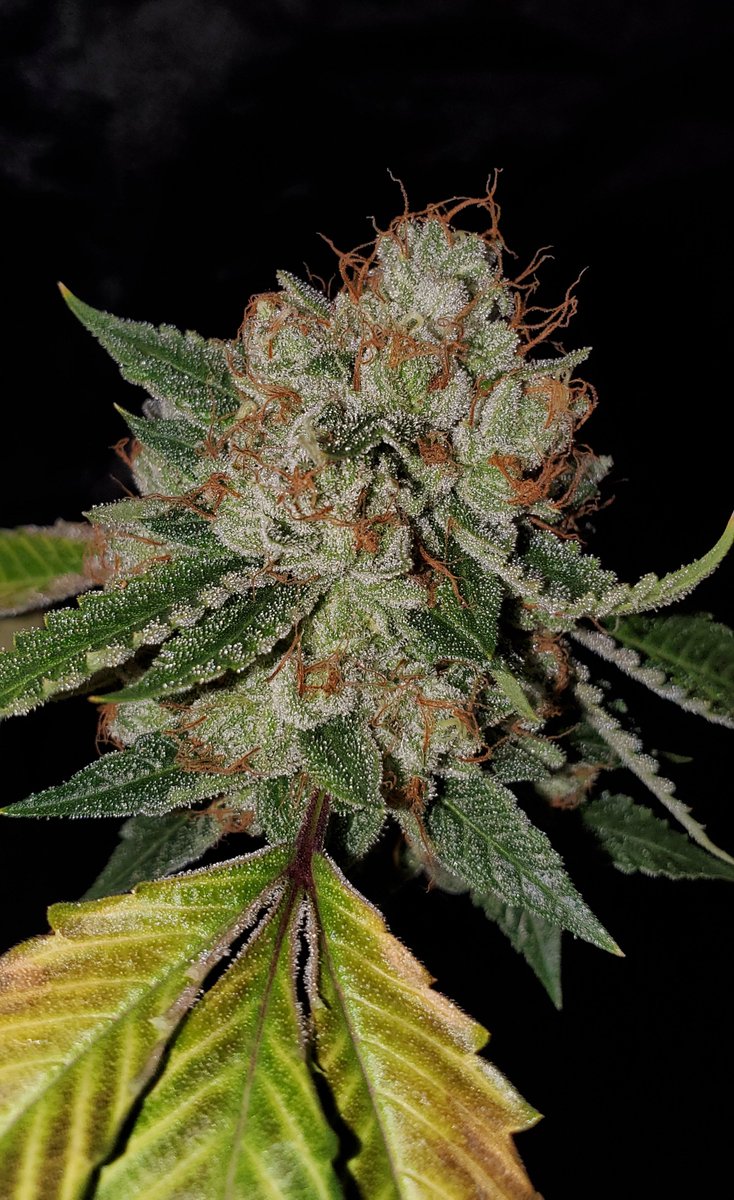 HigherGradeHerb's tweet image. SFV OGK