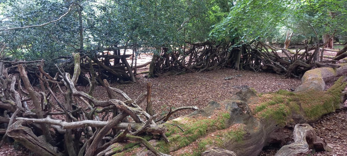 Bob Chapman (@bobservablelife) on Twitter photo I come across more and more "dens" in the Forest these days but this one near Penerley Lodge was huge and had a fire site within it. <a href="/newforestranger/">new forest ranger</a> <a href="/NewForestNPA/">New Forest NPA</a> I come across more and more "dens" in the Forest these days but this one near Penerley Lodge was huge and had a fire site within it. <a href="/newforestranger/">new forest ranger</a> <a href="/NewForestNPA/">New Forest NPA</a>