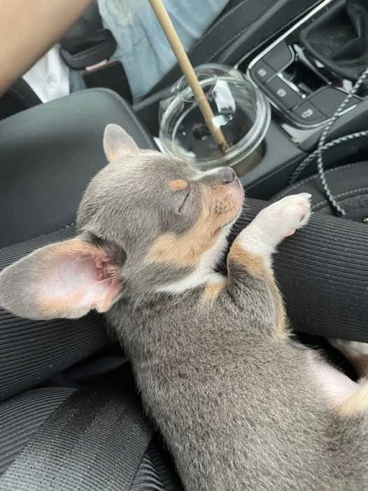 Puppies 🐶 tweet media