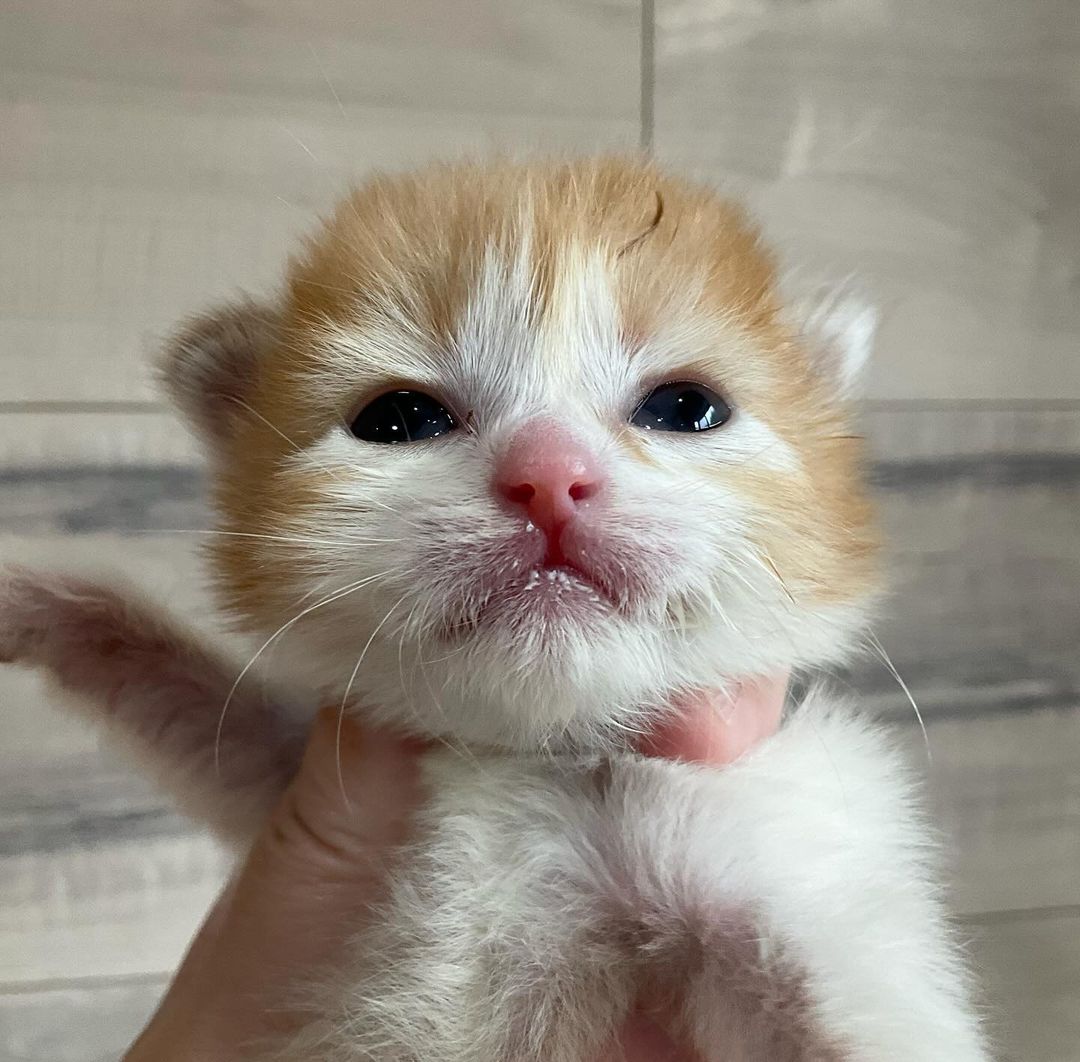smol silly cat tweet media