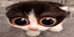 uuhh didnt they just bring up sam and colby today and the catacombs during stream