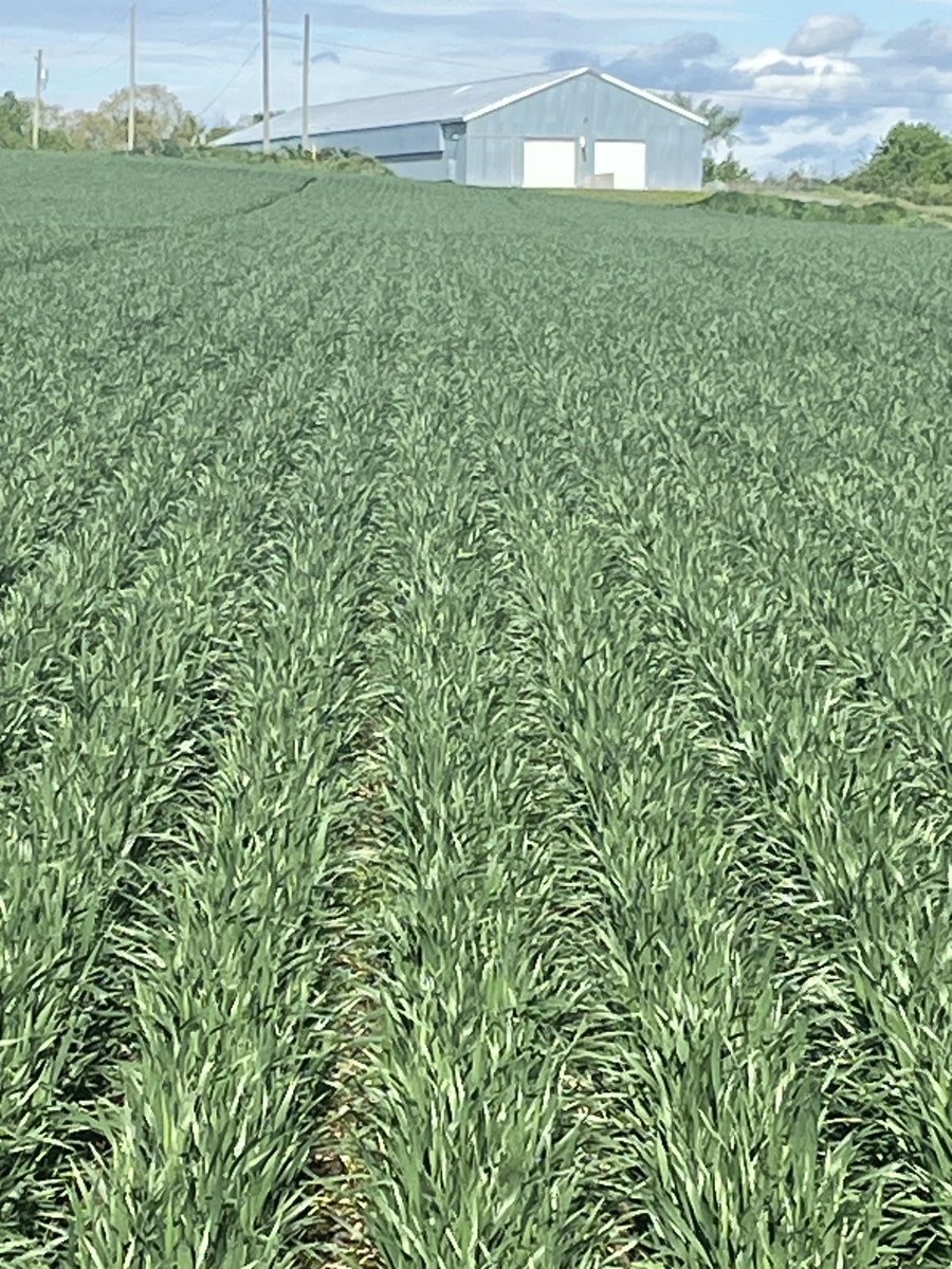 Do you expect to see any yield difference in plots? Top right 900k/ac with drill                                   Top left 900k planter 5”row. Bot right 900K/ac7.5 “ rows.      Bot left 900 k/ac 15” rows