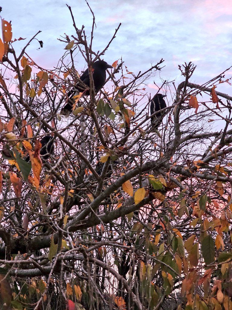 PeterCa85704183's tweet photo. Currawongs observing the garden from top of the cherry tree. #currawong #birds #garden #morning #nature https://t.co/1gJHGoCfZC