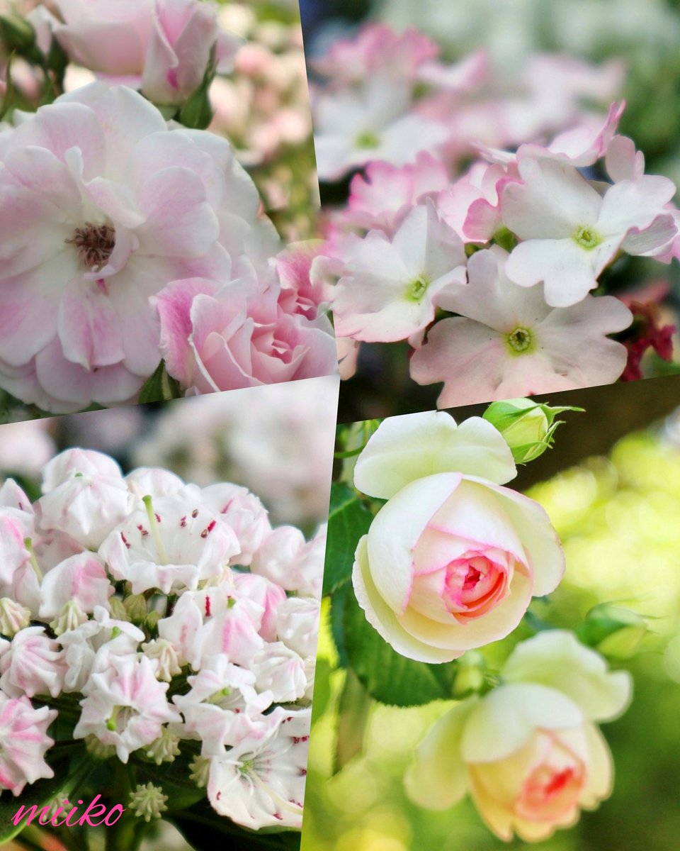 🌸おはようございます🌸

幸せの😆🍀
お花をお届けします✨🎁✨

素敵な１日を過ごしてくださいね🍀

🩷🌟♡¨̮⑅⑅⃛⁎४٭¨̮♡🌟🩷

#春の可愛いお花たち
#お花の定期便