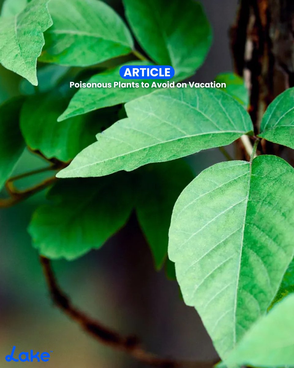 🌿 Poisonous Plants to Avoid on Vacation! 🚫🌸

Do you know how to spot dangerous plants in the wild? Learn how to identify &amp; avoid them before your next adventure!

Read more: lake.com/articles/poiso… #hikingtips