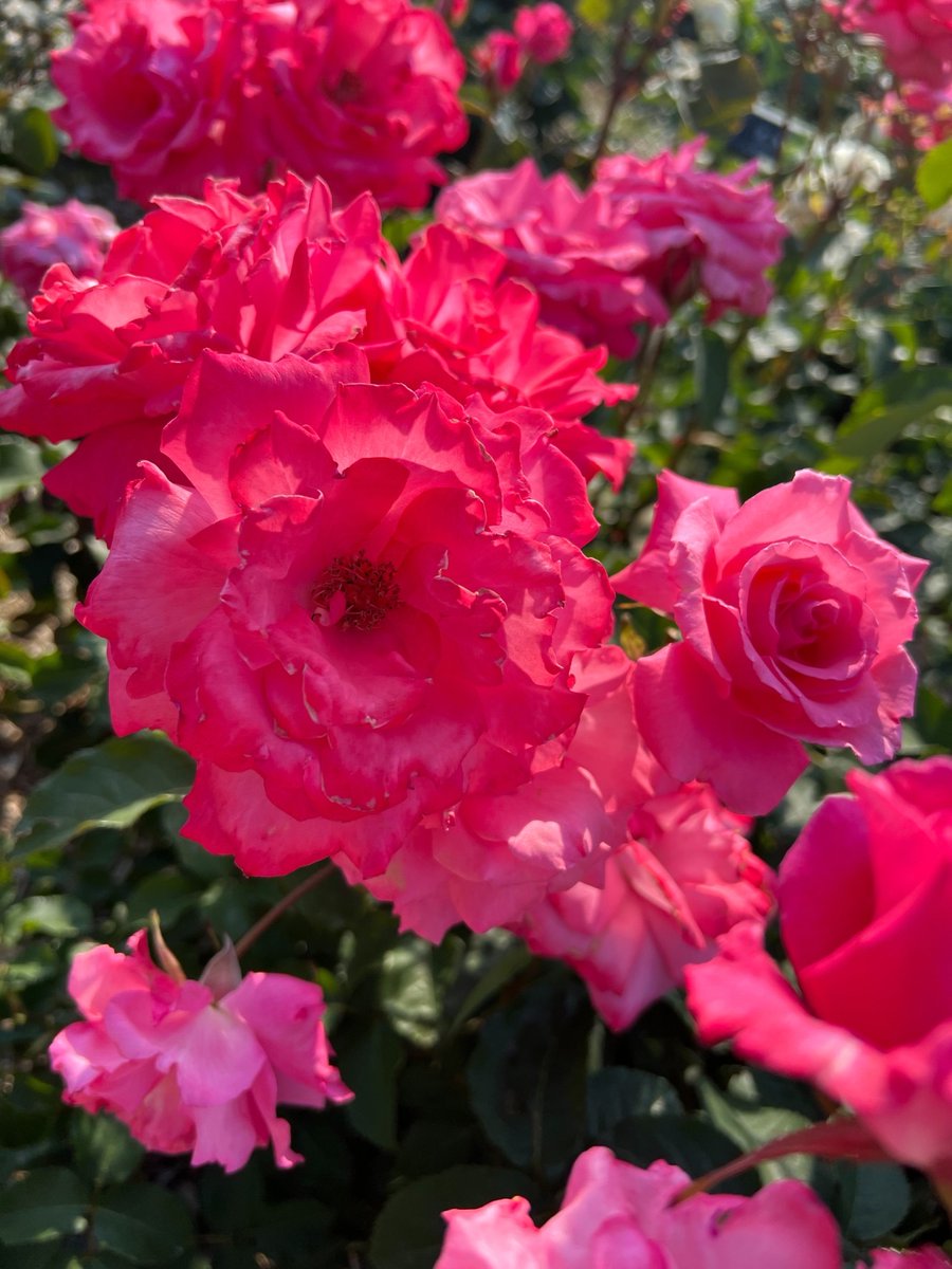 おはようございます🌹✨
今日もよろしくお願いします😃✨