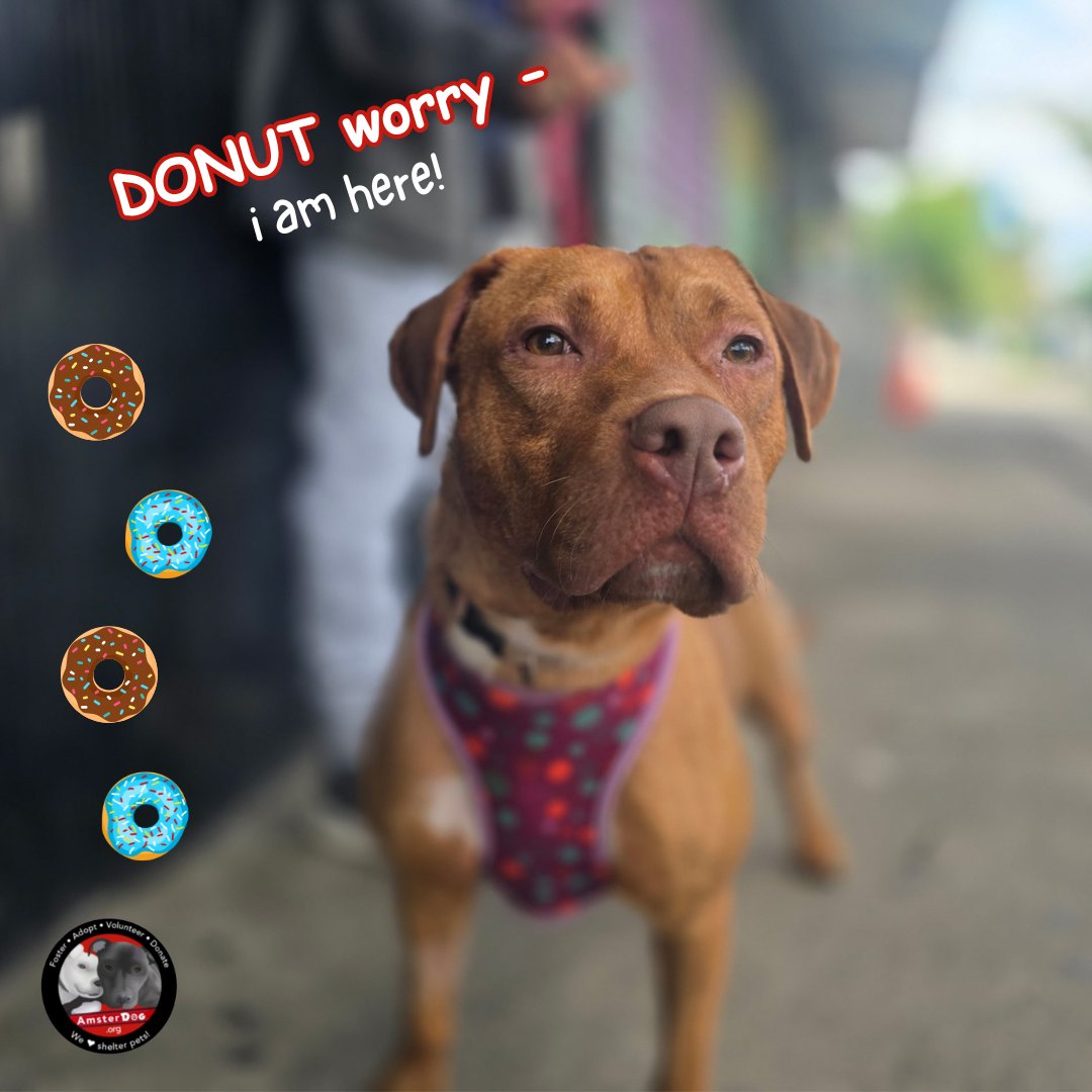 🍩 Donut hopes you had a sweet weekend!🍩 2 yr old Donut has been learning lots &amp; getting along with other dogs 🐾 
👉 Apply to adopt Donut at AmsterDog.org 

#amsterdog #amsterdogrescue #donut
