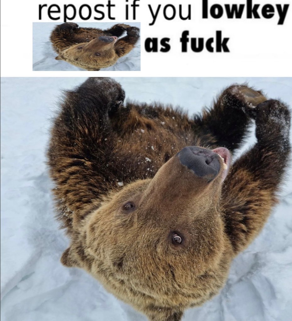 BearyDales (@bearydales) on Twitter photo 