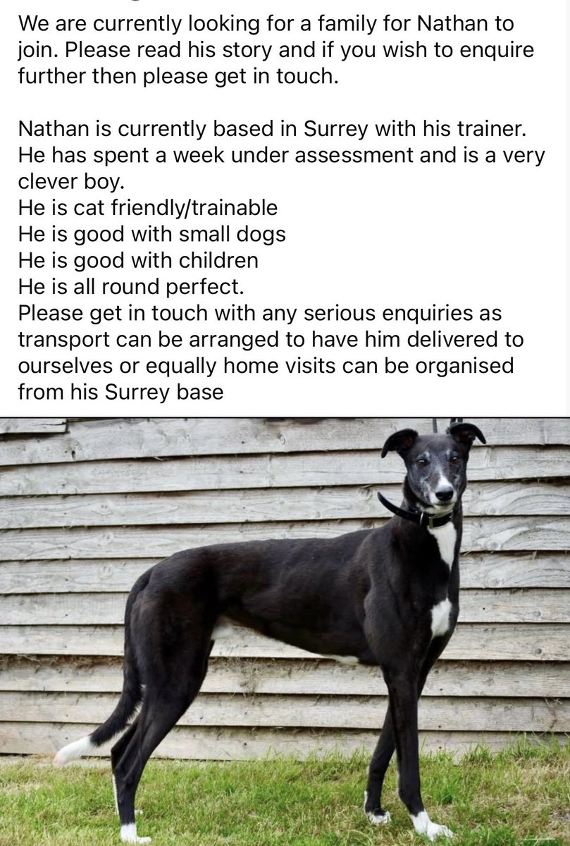 Let’s share fur Nathan. 
Contact <a href="/Homes4hounds1/">Homes4hounds</a> or <a href="/Stophersracing/">Gemma Davidson</a> for further details