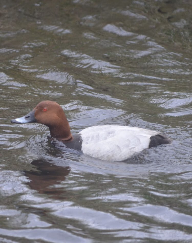 SwanwatchUk's tweet photo. Pair of #Pochards on the St Helens canal at widnes , nice surprise other day https://t.co/rw5dTMCbPW