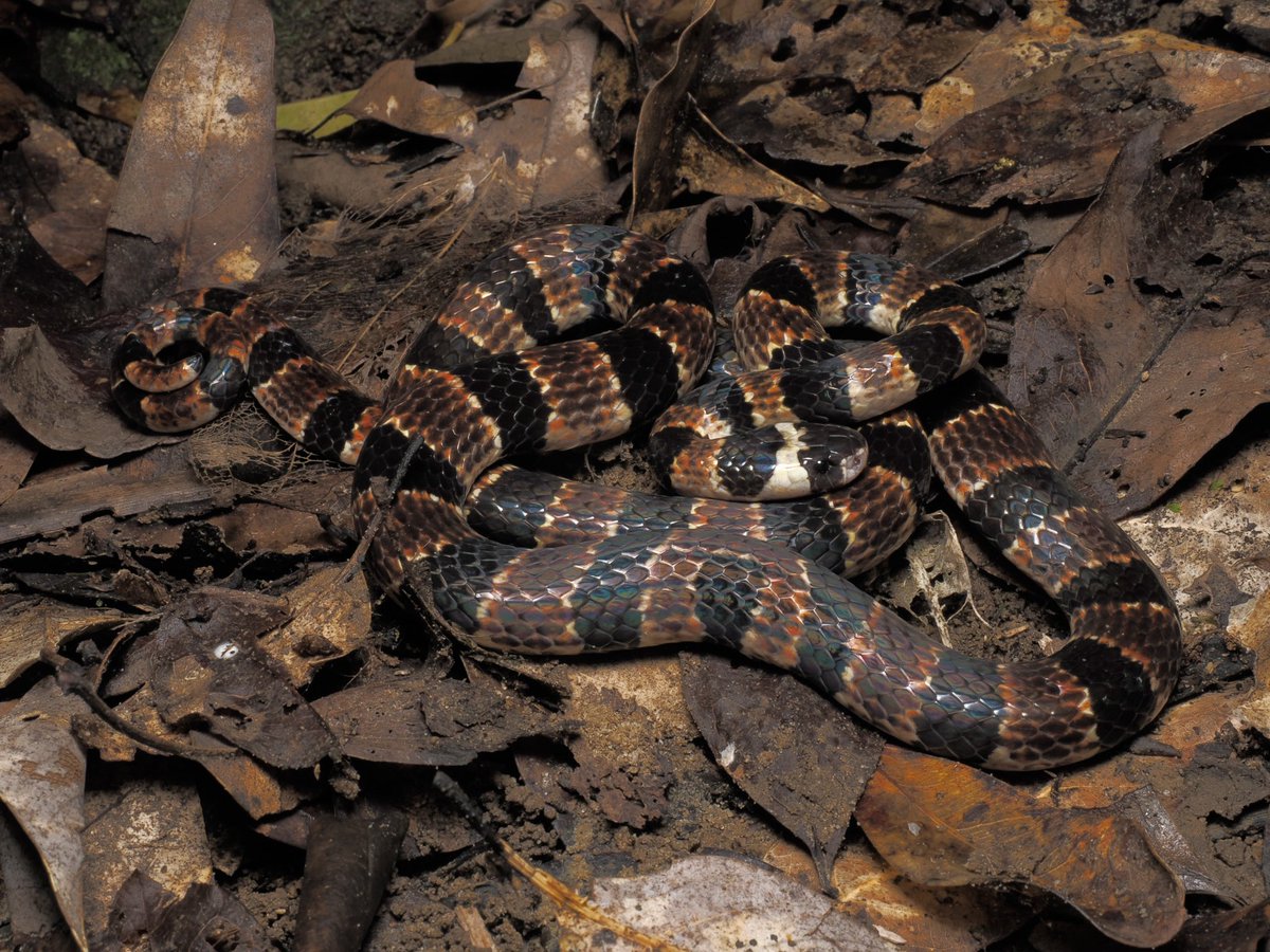 にょろにょろぴょんぴょん (@ular_katakkatak) / Posts / X