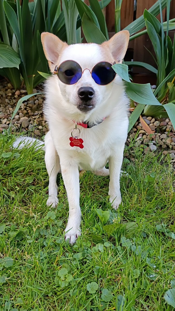 ChibiKinesis's tweet photo. 😎🐶 https://t.co/SRWHiEy7A4