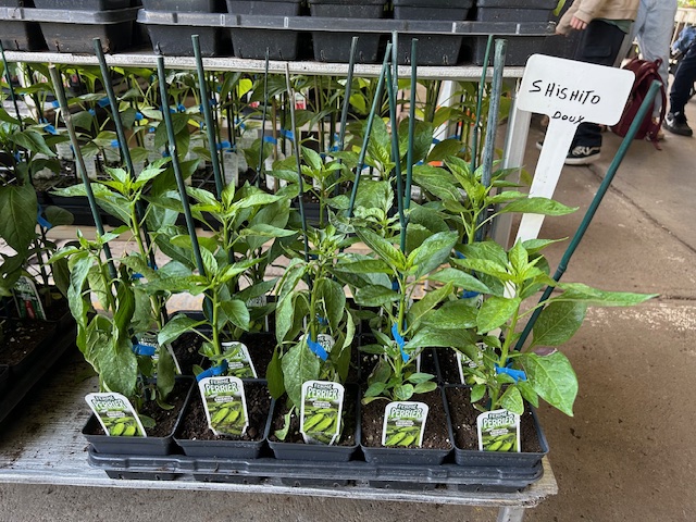 昨日今日と少し天気が良かったので、苗を買ってきて、植え付けました。
今年はししとうの苗も売っていたので１本購入。昔は手に入らなかった、日本の野菜の苗も増えてきていてうれしい限りでございます。

#モントリオール
#家庭菜園