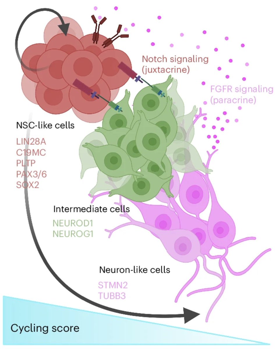 LisaGblr's tweet photo. We identify distinct cellular cooperation of malignant cell types. Targeting this cooperation network with #FGFR and #NOTCH inhibitors is highly effective in ETMR cells. Importantly, #erdafitinib therapy resulted in partial response in one heavily pre-treated ETMR patient.
6/ https://t.co/M3MwqaKUny