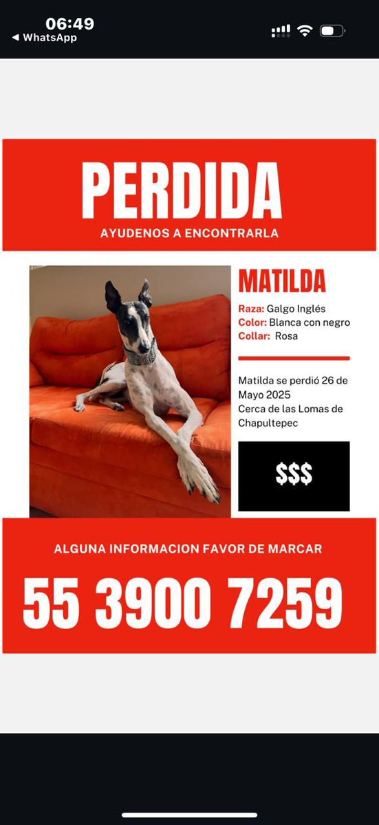 antonio_ramavi's tweet photo. Por favor su ayuda #perrosperdidos https://t.co/pkvdEkbYtN