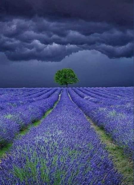 Storm Over a Lavender Field, Provence, France.
📸  Antony Zacharias