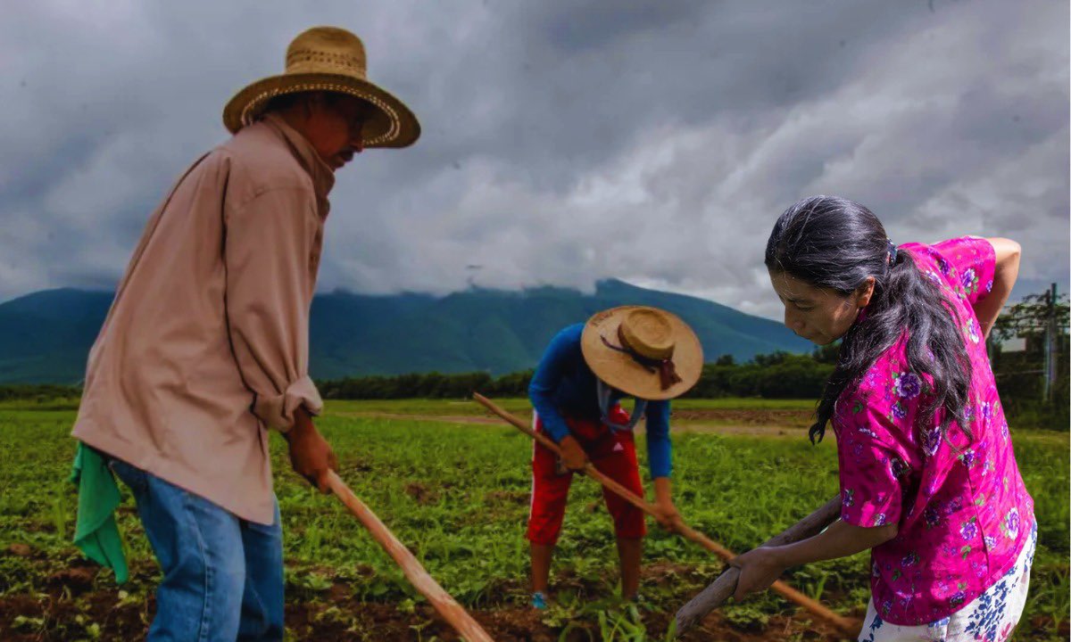 Productores advierten paro de siembra si gobierno no garantiza precios mínimos
🔗 confidencialhn.com/productores-ad…