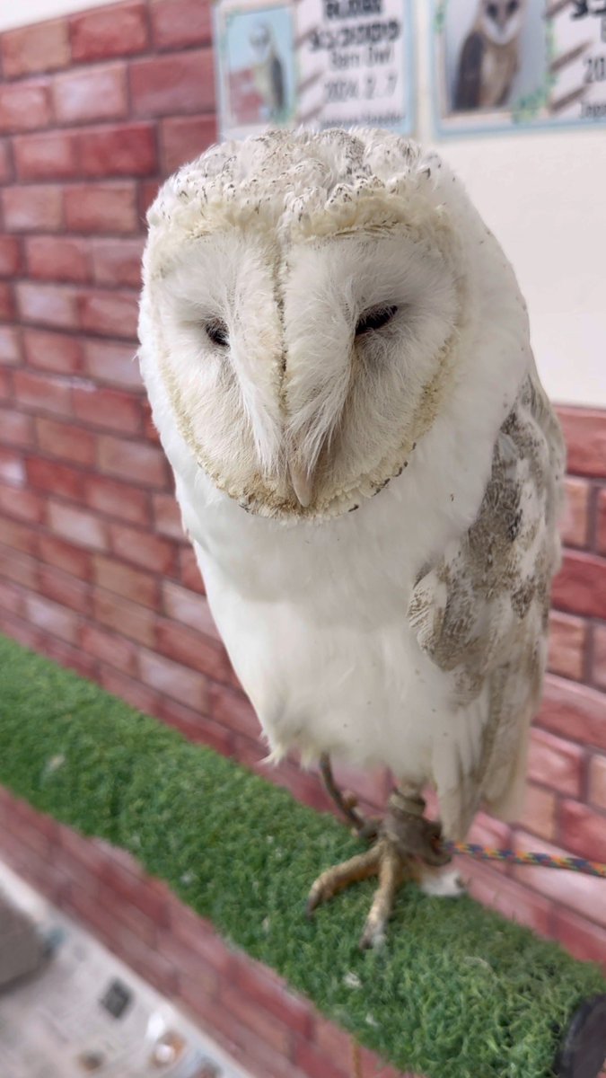【You Tube Preview】

Title Owl 3

Cooperation Owl Cafe Mofumofu Shinjuku Store (Owlcafe Shinjuku)

It will be posted on YouTube at 7 p.m. on Tuesday, May 27. Thank you for subscribing to the channel🙇

Second YouTube Channel (Fukurou)
Youtube.com/@fukuro-s88