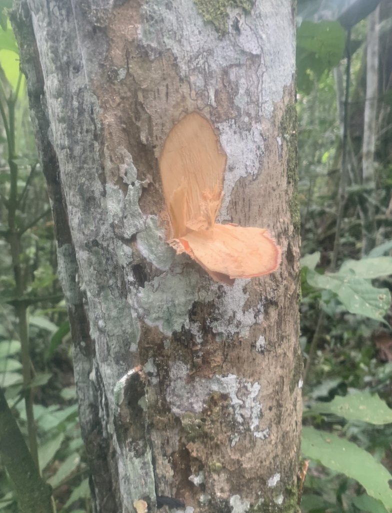 aimee_sandrine's tweet photo. 2/2
🍃 Leaves used in traditional medicine (for cough & chest pain)
🪵 Timber for local use
🌾 Valuable in agroforestry systems
According to the @RwandaHerbarium, Markhamia lutea can be found in all regions of Rwanda
#RwandaFlora #Ethnobotany #Agroforestry #CoEB https://t.co/8PfPFvG7s1