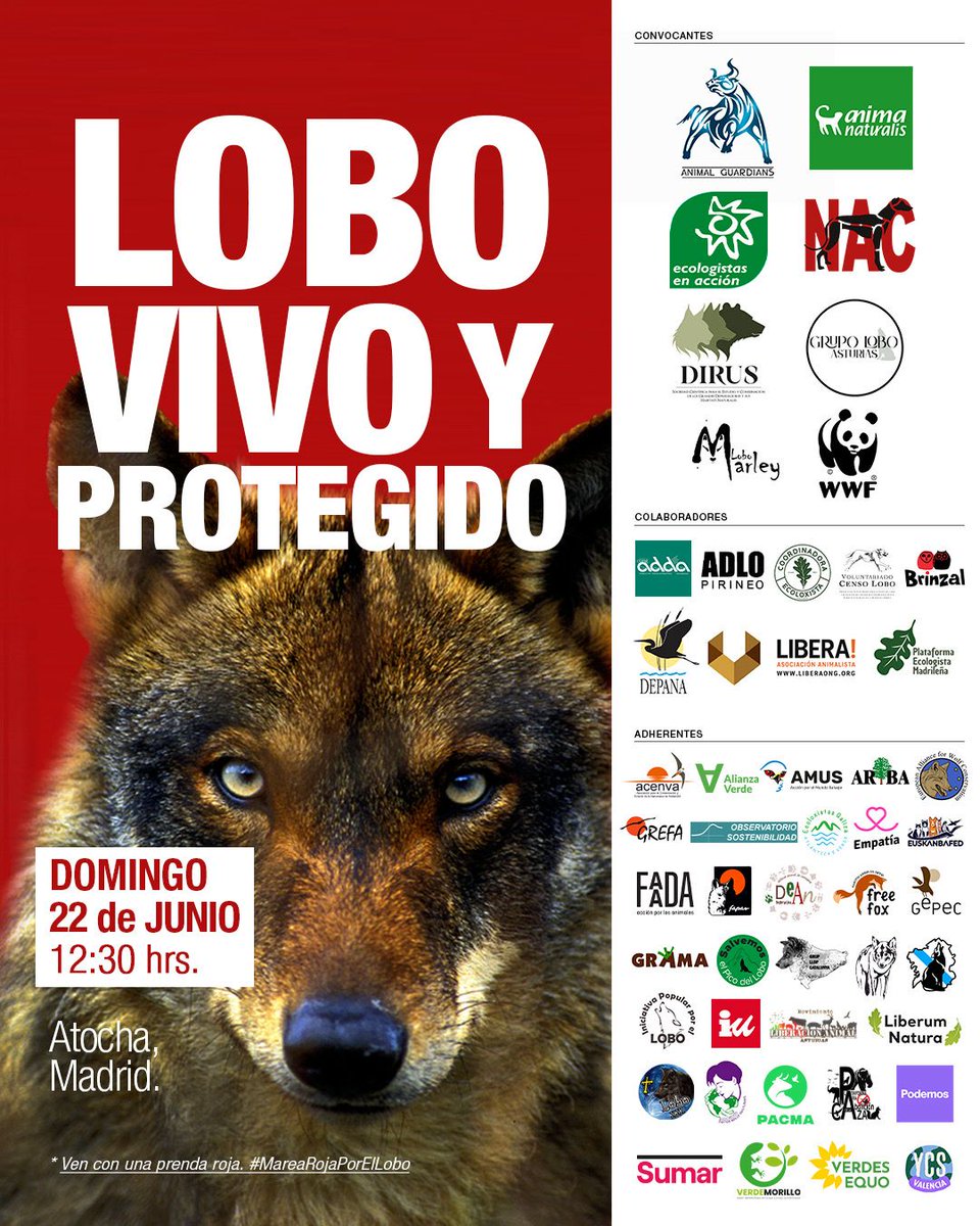 🐺📢 ¡Gran #ManifestaciónLobo en Madrid!

🗓 Domingo, 22 de junio de 2025
⌚ 12:30
📍Salida: Atocha.
#LoboVivoYprotegido

Llegó el momento de unir nuestras voces en defensa de lobo. Únete. ¡Te necesitamos!

#ElLoboEsVida #DefiendoElLobo #SalvaElLobo