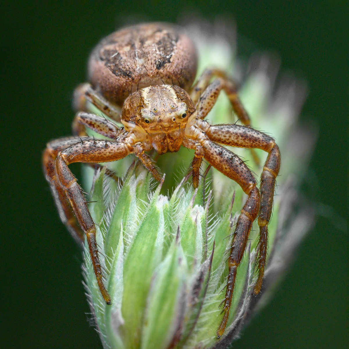 TimothyJonas's tweet image. A Xysticus crab spider. If you look closely, she seems to be missing an eye 🔎 @BritishSpiders
