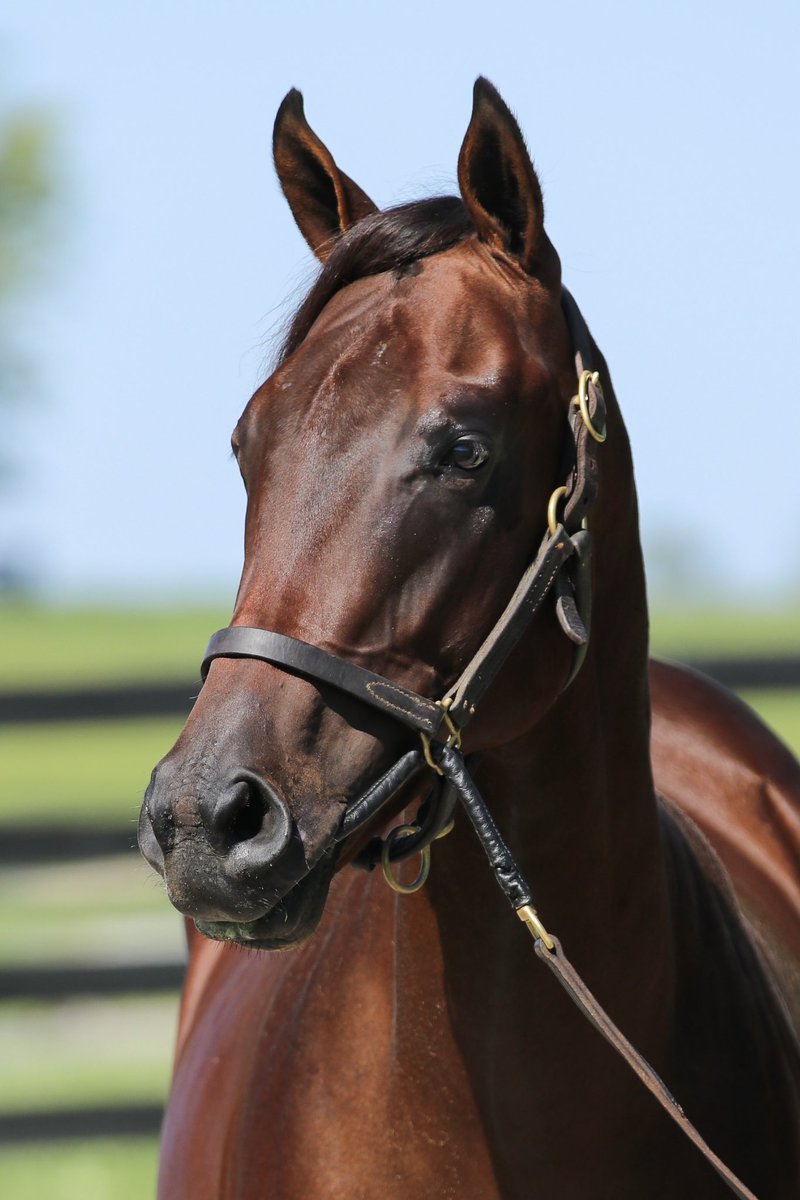 Killora Stud (@killorastud) on Twitter photo Very excited to watch the handsome SUBROGATE in his return to the races today in the Mr. Prospector Stakes <a href="/MonmouthPark/">Monmouth Park</a>. Best of luck to the connections! #KilloraPinhook Very excited to watch the handsome SUBROGATE in his return to the races today in the Mr. Prospector Stakes <a href="/MonmouthPark/">Monmouth Park</a>. Best of luck to the connections! #KilloraPinhook