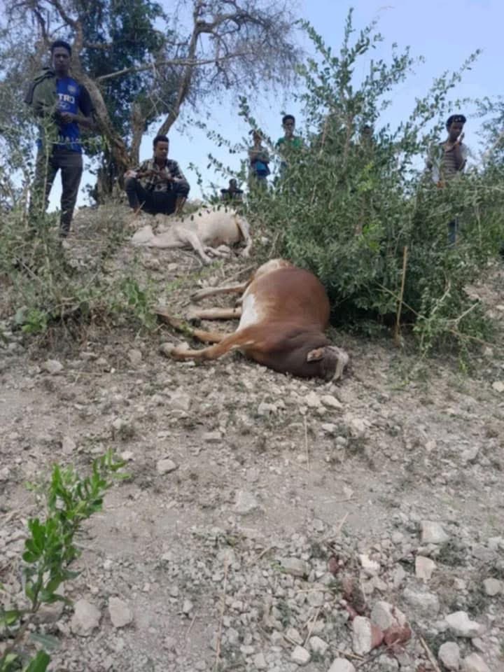 Jawar_Mohammed's tweet photo. Faaydaa Addaa Oromoofi Oromiyaan sirna kanarraa argatan keessa nama qofa osoo hin taane horiis ajjeesuudha.

========
“Salaale, Anaa DARRAA titii Waraanni motummaa  ofin jedhu meeshaa jajjabaa (Moorteraa,Zu..) magaalaa irraa gara ganda warree gabroo gooxii walluu jedhamutti gadi roobsuun loonii fi ijoollee loowwan tiksitu irraan miidhaa hammaataa qaqqabsiise.jiraa 
▪︎Daa'ima loon tiksu ijoollee ganna saddeetii(8) Maqaan isaa #Fayyisaa_tolaa Shaafii jedhamu irra miidhaa guddaan qaqqabee jiraa
▪︎Horiin dhume loowwan 20 fi Re'oota 15
Seenaa fakkaataa mootummoonni habashaa darban uummata Oromoo irratti raawwachaa turantu dachaan dalagamaa jira Aanaa DARRAA titii.”