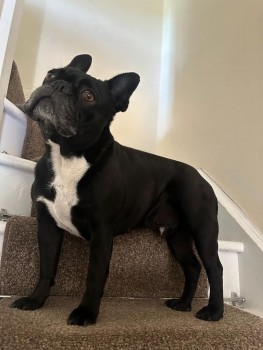 millypod1's tweet photo. ๐22 MAY 2025 #Lost DIO #ScanMe
Black/White Bib,Greying face. French Bulldog Male
#Northway #Tewkesbury #Gloucestershire #GL20
Has been seen in #Bredon Village.
https://t.co/wf4K7Zllcc https://t.co/SEWuYeRWJU