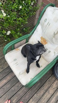 millypod1's tweet photo. ๐22 MAY 2025 #Lost DIO #ScanMe
Black/White Bib,Greying face. French Bulldog Male
#Northway #Tewkesbury #Gloucestershire #GL20
Has been seen in #Bredon Village.
https://t.co/wf4K7Zllcc https://t.co/SEWuYeRWJU