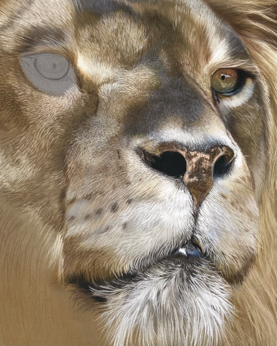 Bulk of the base down, get that eye in then detail time!! 🦁 Hope everyone's well. #lion #art #bigcat #pastelart #pastelpainting #wildlife #artwip #pencils #painting #arty