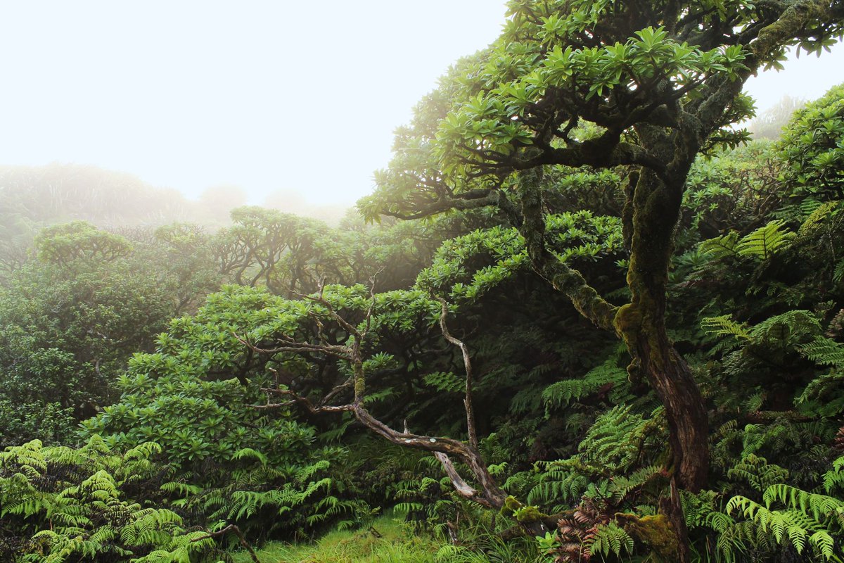 St Helena Peaks National Park (@sthelenapeaksnp) on Twitter photo ๐๐ก๐๐ญ ๐๐ง ๐ก๐จ๐ง๐จ๐ฎ๐ซ! ๐๐ When commemorating ๐๐ก ๐ป๐๐๐๐๐'๐ ๐ท๐๐ฆ 2025, His Majesty King Charles III made special mention of our UK-Funded St Helena Cloud Forest Project and the conservation efforts of our local community ๐ธ๐ญ๐ See what he had to say ๐ #SHCFP ๐๐ก๐๐ญ ๐๐ง ๐ก๐จ๐ง๐จ๐ฎ๐ซ! ๐๐ When commemorating ๐๐ก ๐ป๐๐๐๐๐'๐ ๐ท๐๐ฆ 2025, His Majesty King Charles III made special mention of our UK-Funded St Helena Cloud Forest Project and the conservation efforts of our local community ๐ธ๐ญ๐ See what he had to say ๐ #SHCFP