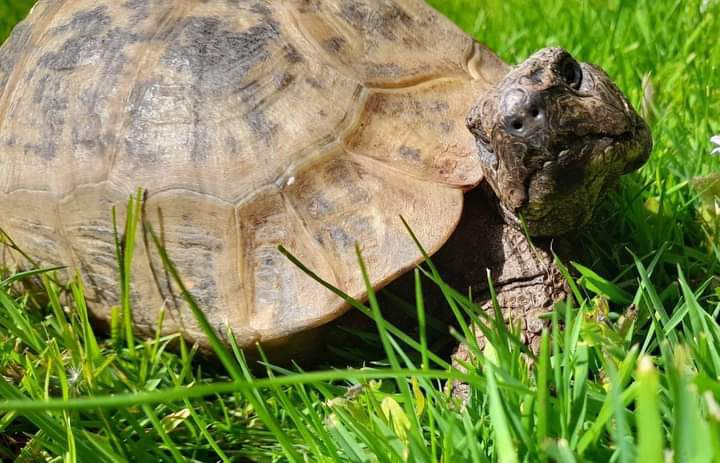 AlbertTortoise's tweet photo. Early #sun turned to #rain. This is #ALBERTthetortoise reporting decent enough for a patrol, good feed. Supervised a #dance video of me, prep for #school visits next week. Hope the week began well. #TakeCare https://t.co/ifzLh573KF
#tortoise #lawn #face #shell #tortoisebooks https://t.co/Hl4QD9uIxb