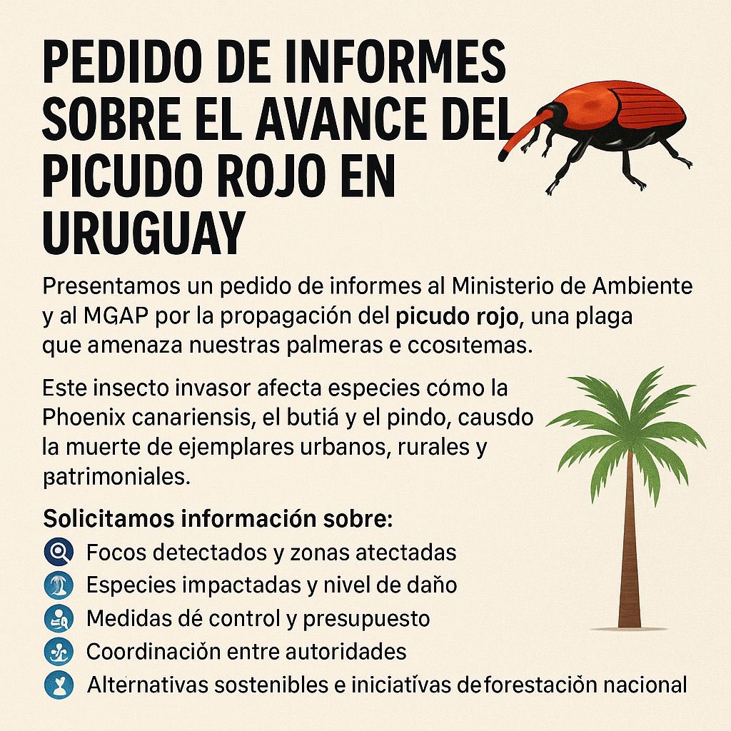 🪲🌴 Presentamos un pedido de informes al Ministerio de Ambiente y al MGAP por la propagación del Picudo Rojo, una plaga que amenaza nuestras palmeras y ecosistemas 🧵👇