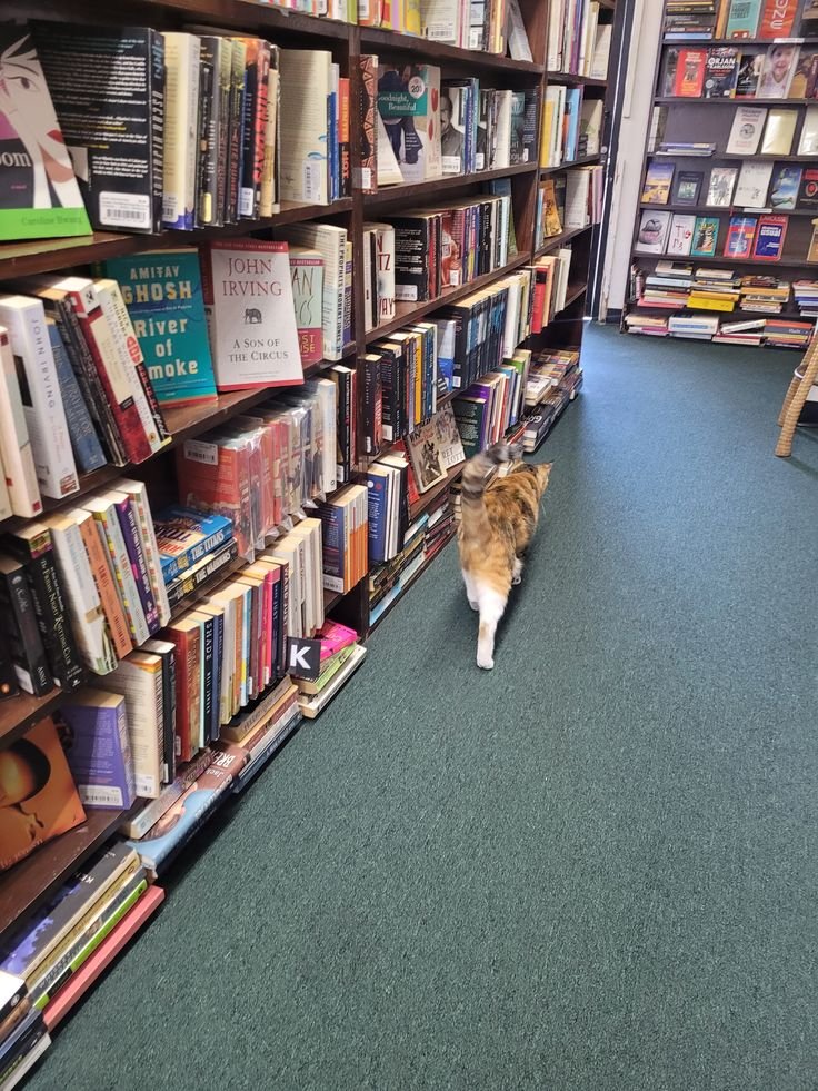 BookTasters's tweet photo. Purrfect taste in literature! https://t.co/dgDyxsc28e