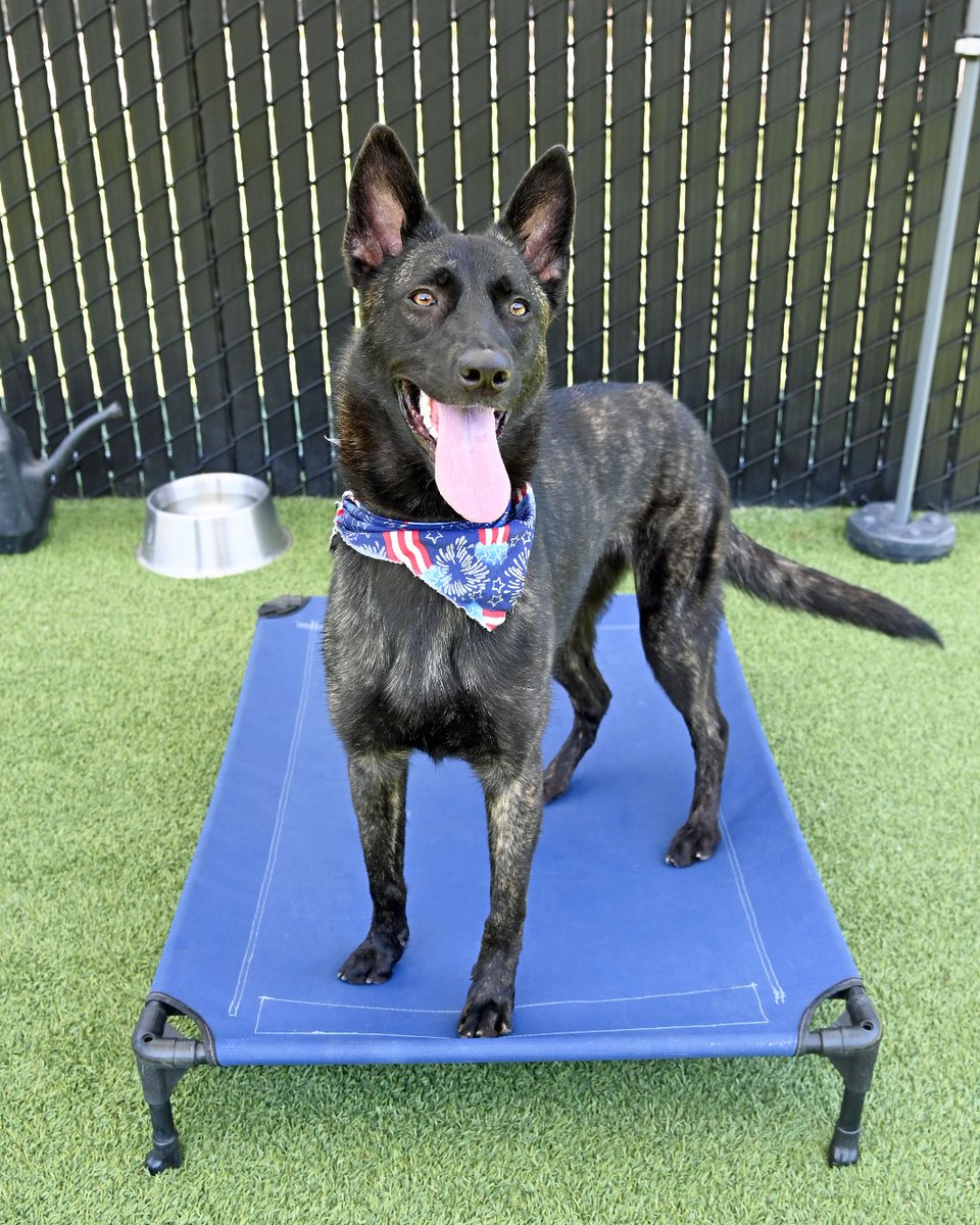 Thanks to the Animals for Armed Forces Foundation, adoption fees are waived for military families. Only pay $36 microchip fee! Vicki a 14-month-old Shepherd blend dreams of a big yard to run in, hiking, beaches, &amp; a family who'll love her. We’re open 11 am-6 pm. 💙🐾