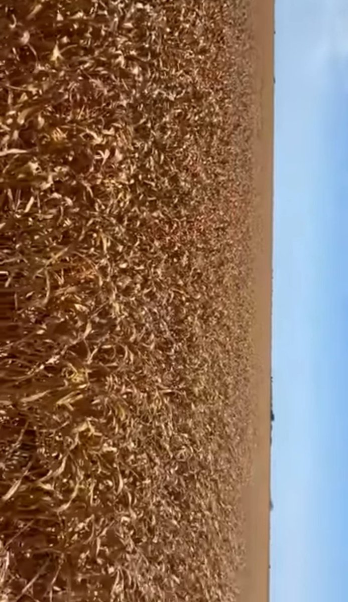 _maxwellmwamba's tweet image. Situation on ground zero very tough boot pressure continues @amothersmuse come I give you a place you harvest for yourself simple elo come na saka 90kg😂😂👨🏽‍💻