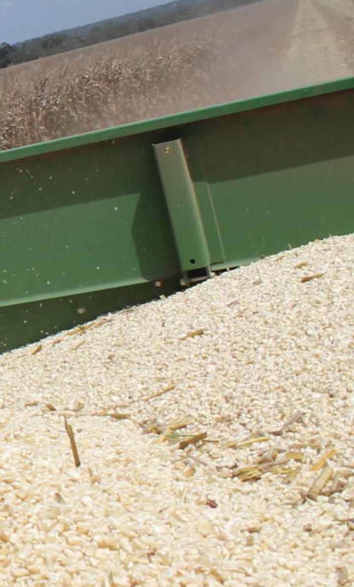 _maxwellmwamba's tweet image. Situation on ground zero very tough boot pressure continues @amothersmuse come I give you a place you harvest for yourself simple elo come na saka 90kg😂😂👨🏽‍💻