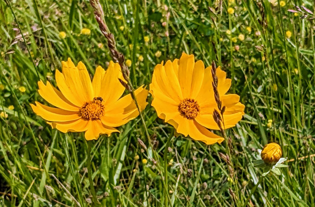 Roadside attractions 💛