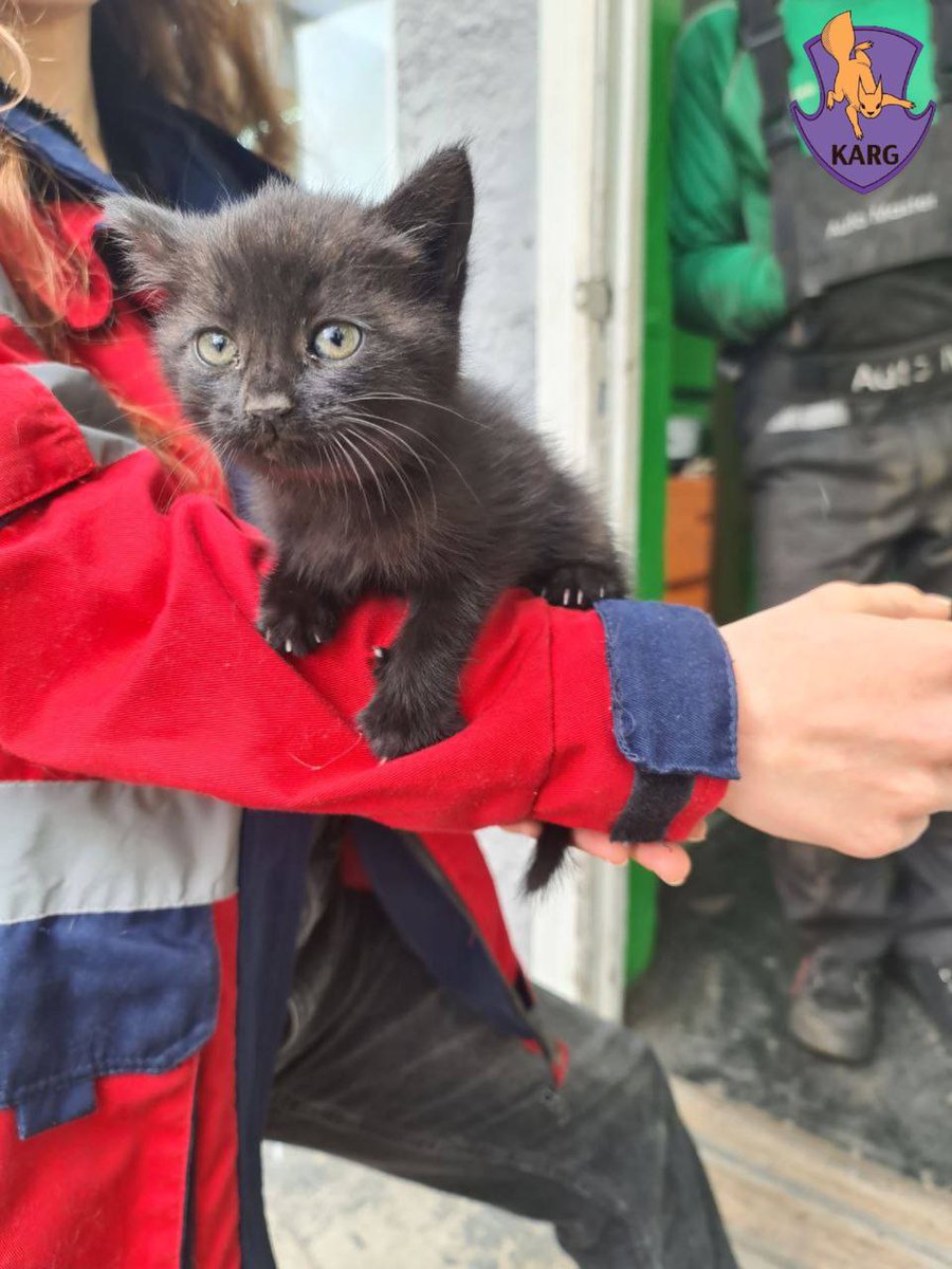 karg_ua's tweet photo. Another kitten was rescued from a car—it was noticed while the vehicle was already moving. Fortunately, the little one wasn’t harmed. At first, there was no place to take the kitten, so it spent some time riding around in the rescuers’ car. Eventually, the sister of the woman whose car the kitten had climbed into agreed to take it in