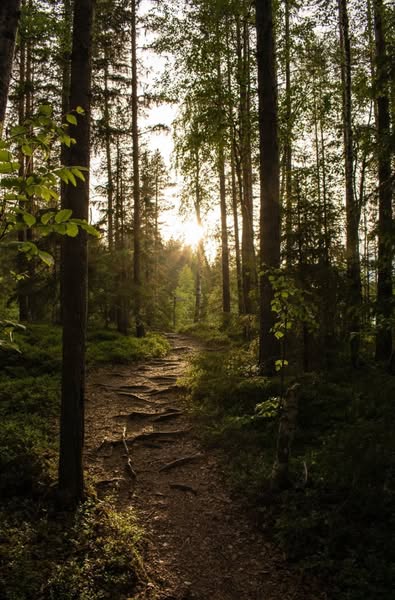 Walks through the forest