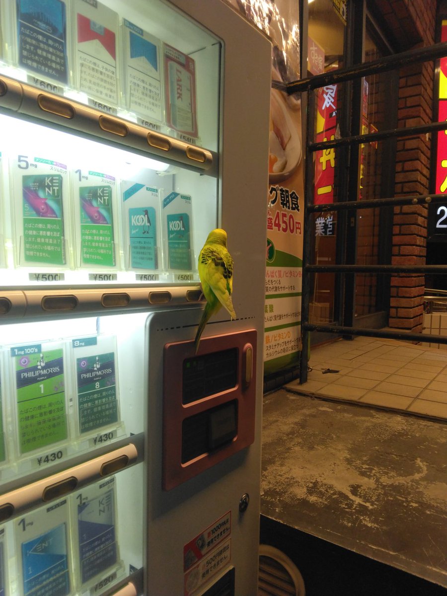 MM_syuurei's tweet photo. びっくりした。上空から緑色の大きな羽ばたく物体が。でかい蝶かと思ったら、よく見るとセキセイインコ（汗）。すぐ腕に乗ってきて更に驚いた。急な状況で慌てて飛ばしてしまったけどまず飼いインコ。迷子情報を調べたけど見つからず。捕獲して警察連れてくべきだった・・(ﾉ);;º　Дº(ヾ) https://t.co/UxbmTAw5eA