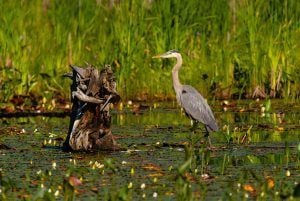 Long Point Biosphere tweet media
