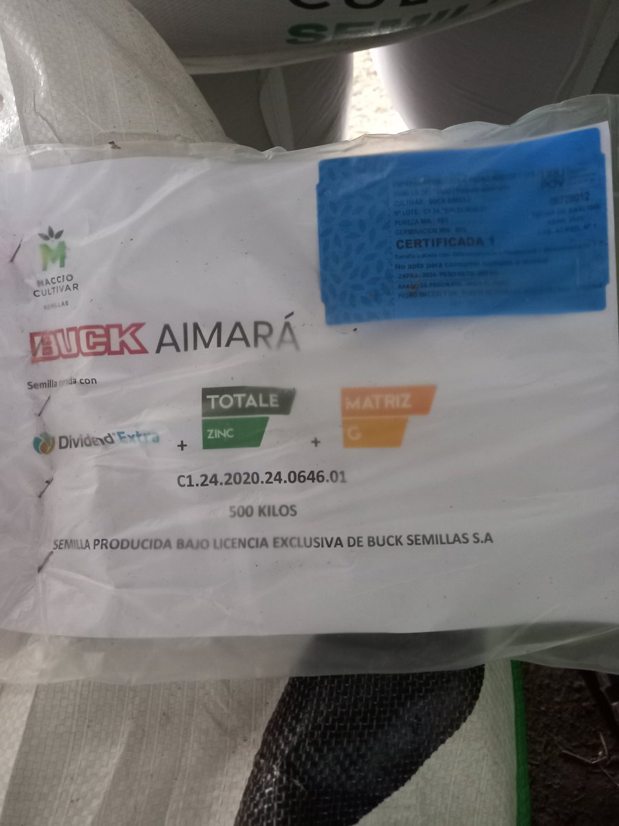 Nuevo material de trigo Buck Aimará , curado con curasemilla Dividend xtra + Tolale zn + Matriz G , para tener una excelente implantacion y desarrollo desde el inicio .Esperando condiciones óptimas para sembrarlo .Localidad San Pedro , Colonia. <a href="/macciocultivar/">Pedro Maccio y Cía. S.A.</a> <a href="/BuckSemillas/">Buck Semillas</a>